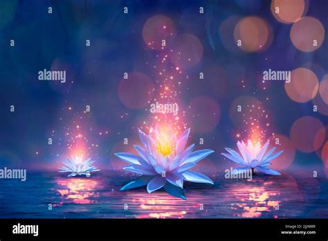 Magic Lotus Flower On Water Miracle Concept Waterlilies In