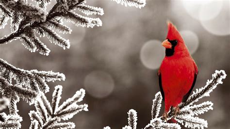 Red Cardinal 1080p Hd Wallpaper Birds Bird Wallpaper Cardinal Birds