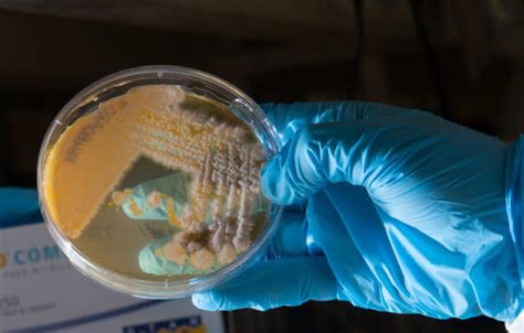 Antibiotics Can Turn Your Gut Into A Breeding Ground For Drug Resistant