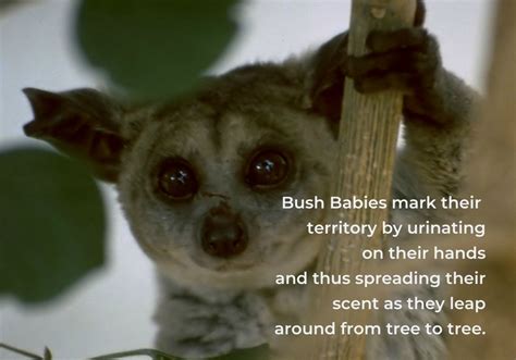 Bush Babies 10 Facts