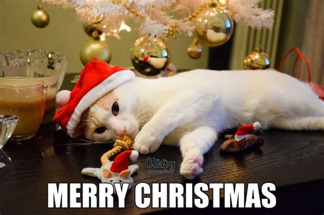 Cat Merry Christmas Meme Captions Profile