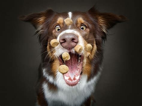 Hungry Dogs Jaw Dropping Expressions As They Open Wide For Treats