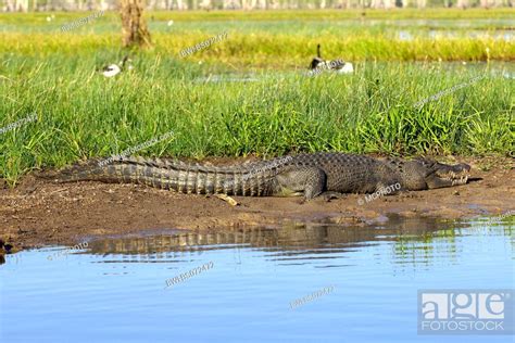 Saltwater Crocodile Estuarine Crocodile Crocodylus Porosus