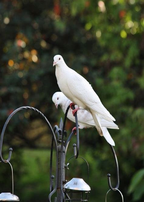 Spiritual Meaning Of A Pair Of Doves 10 Interesting Facts Animal