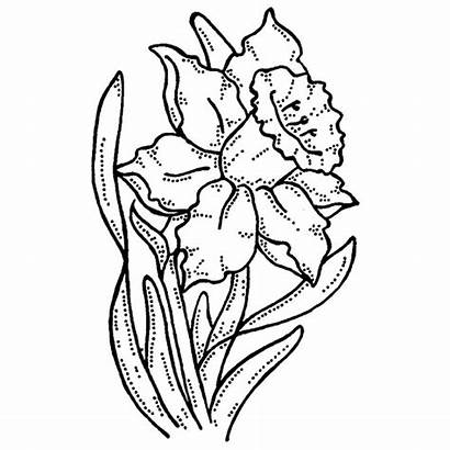 Daffodil Drawing Clipart Coloring Daffodils Gel Pages