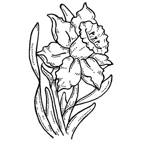 Learn how you can draw different flowers step by step. Drawings Of Daffodils - ClipArt Best