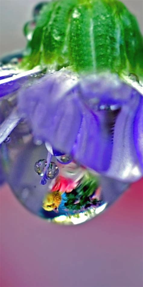 Download Wallpaper 1080x2160 Drops Purple Flower Honor 7x Honor 9