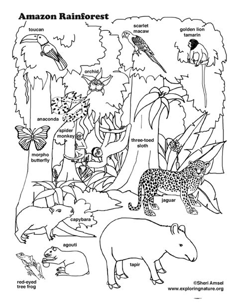 Amazon Rainforest Animals Coloring Pages