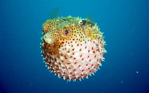 11 Of The Most Weirdest Looking Sea Creatures Oh Shit