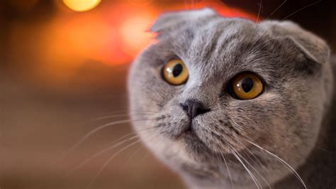 Scottish Fold Wallpapers Wallpaper Cave