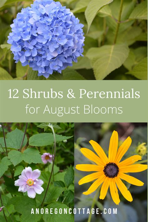 What To Plant For August Blooms An Oregon Cottage