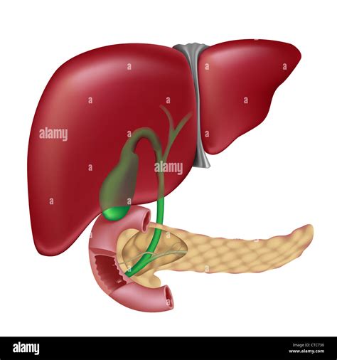 Pancreas Liver And Gallbladder Diagram