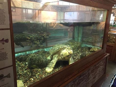 Urgent Snapping Turtle And Alligator Gar Being Kept In Too Small Tank At