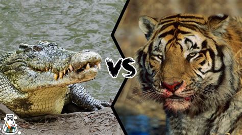 Crocodile Vs Tiger Who Is The Strongest Predator Youtube