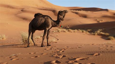 Asesinarán A 10 Mil Camellos En Australia Debido A Los Incendios La
