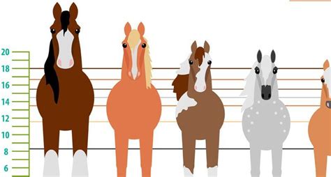 An Introduction To How Horses Are Measured And How Different Breeds