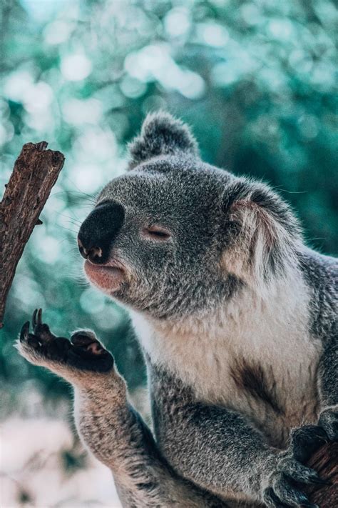 Koala Desktop Wallpapers Wallpaper Cave