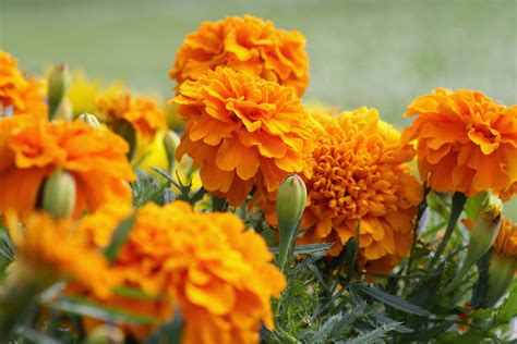 Are My Marigolds Perennial Or Annual Breakdown By Type