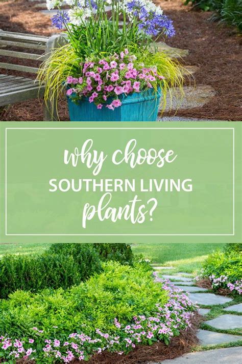 Why Choose Plants From Southern Living Plant Collection Southern