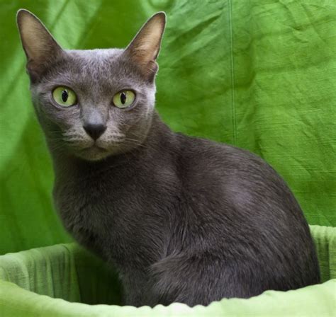 Korat Info Personality Kittens Pictures Cat Breed Selector