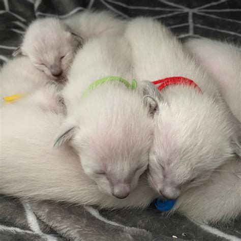 Gwevallo Breeder And Exhibitor Of Gccf Siamese And Oriental Cats