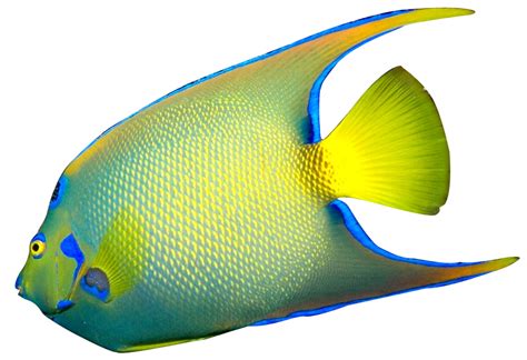 Collection Of Angel Fish Png Hd Pluspng