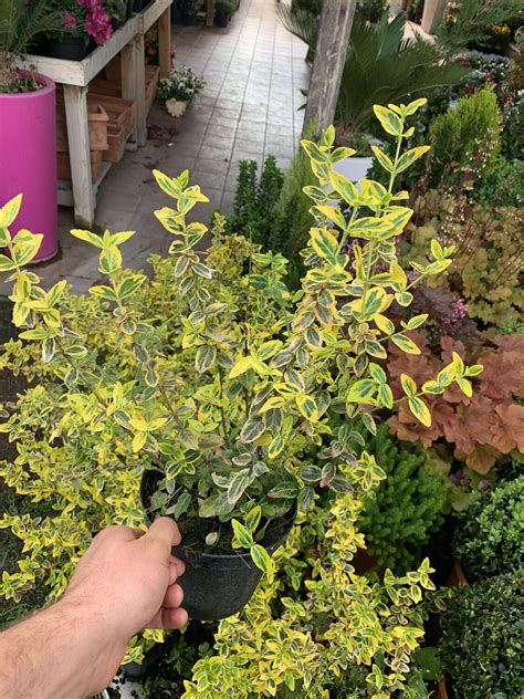 Evonimo Euonymus Emerald Gold Vaso Cm Negozio Sassi Garden