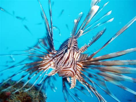 Designated a marine park by the australian government and a world heritage area by unesco, the reef is home to an extraordinary abundance of species and. Cairns