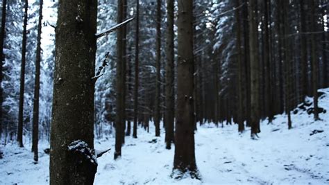 Swedish Spooky Forest In Winter Time Nature Can Be Spooky Dark And