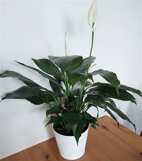 Is Peace Lily An Indoor Plant Indoor Plants World