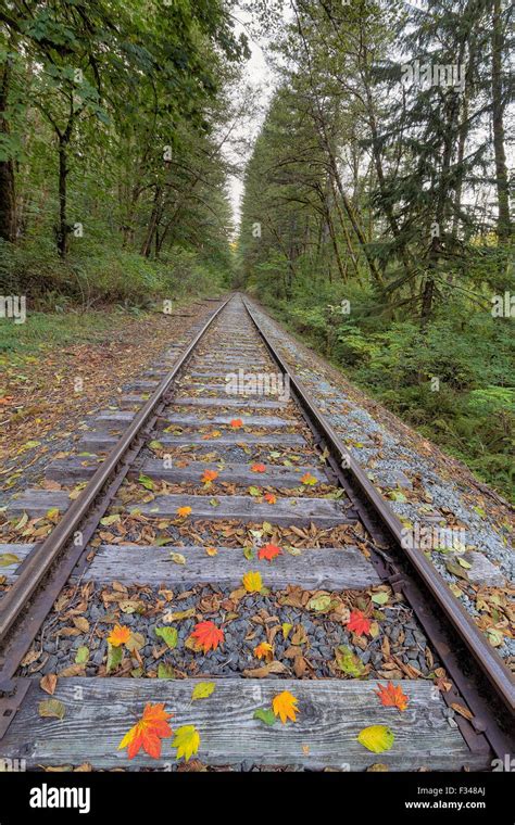 Railroad Train Track With Colorful Fall Leaves In Autumn Vertical Stock