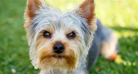We rewrote this guide after conducting extensive research and interviews. 6 Things You Need To know Before You Get A Yorkie - The ...
