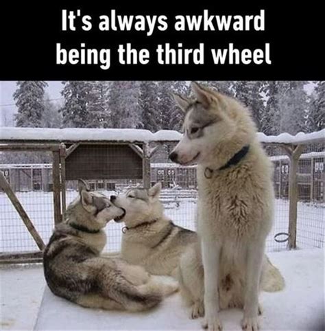Funny Animal Memes Of The Day 25 Pics Funny Dog Pictures Funny