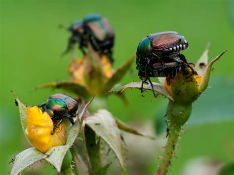 Japanese Beetles On Roses How To Control Japanese Beetles On Roses
