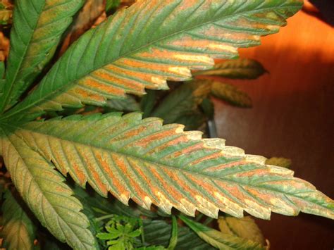 Leaves Turning Rusty Tips Curling Downward Cannabis Cultivation