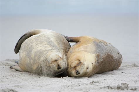 australian sea lion neophoca cinerea photograph by nhpa pixels