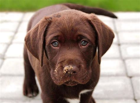 Ask someone what their favorite dating website is, and the answer will be as different as the person. Life expectancy of chocolate labradors is linked to their ...