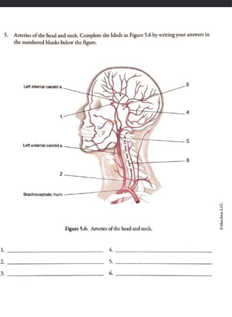 Solved 3 Arteries Of The Head And Neck Complete The Labels Chegg