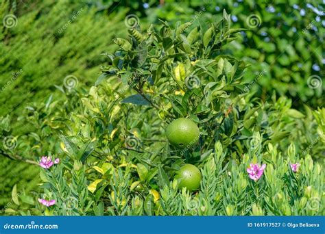Green Oranges On A Tree Surrounded By Plants Stock Image Image Of