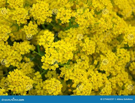 Closeup Of Yellow Flowers Of Basket Of Gold Plant Or Aurinia Saxatilis