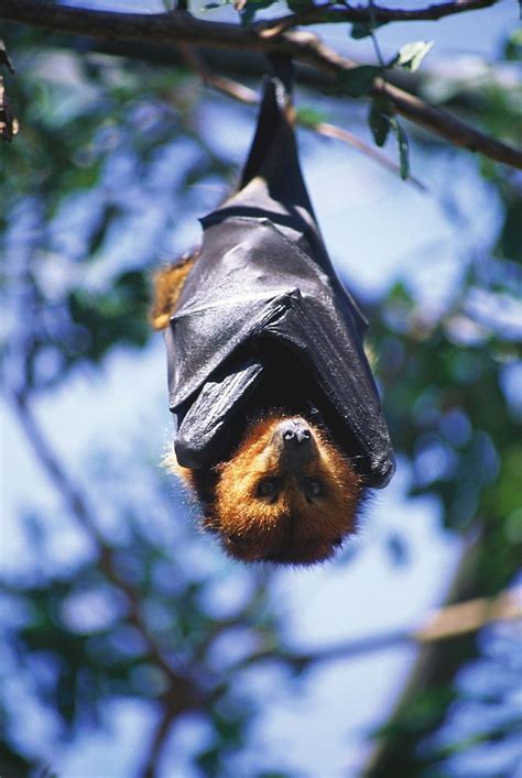 Flying Fox Hanging On A Branch Casela Bird Park Mauritius Island