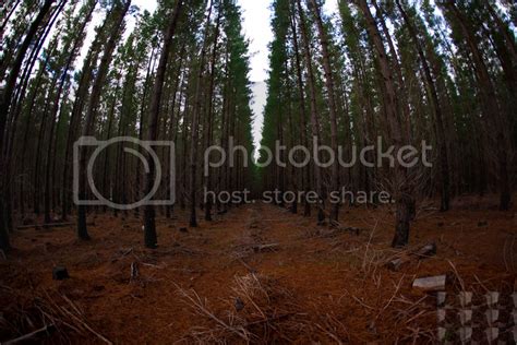 Kuitpo Forest South Australia Nature And Landscapes In Photography On