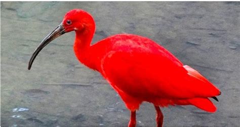 20 екзотични птици които не изглеждат като нещо познато