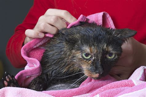 To answer this question, we must first understand how important it is that the baby uses a clean and dry towel to dry up after every bath. Do You Need to Bathe Your Cat? Here's How to Do It Right ...