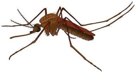 Mosquito Free To Use Clip Art Wikiclipart
