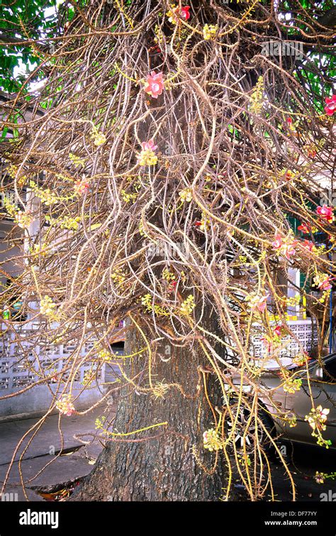 Sala Tree The Symbol Flower And Tree Of Buddhism Stock Photo Alamy