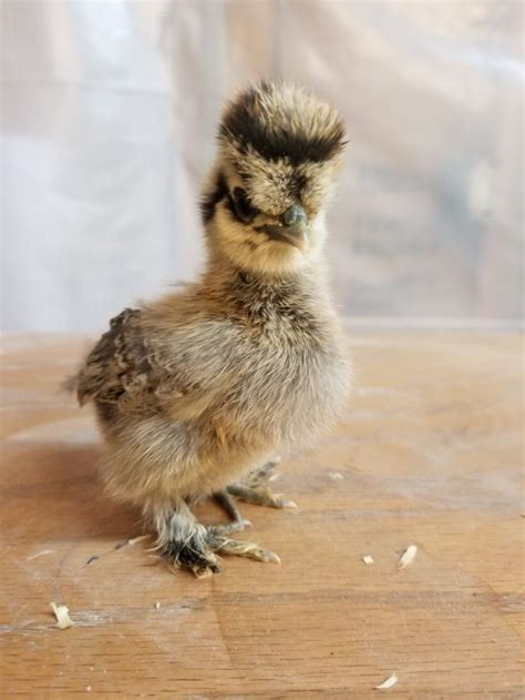 Partridge Satin Silkie Chickens Silkies Chickens