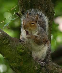 Image result for bored squirrel
