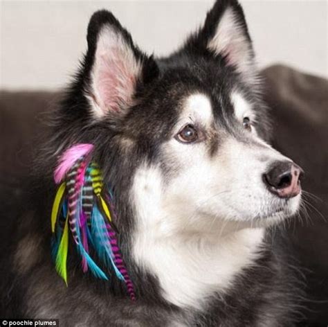 Dog Hair Extensions You Must Be Barking Mad £1650 Poochie Plumes