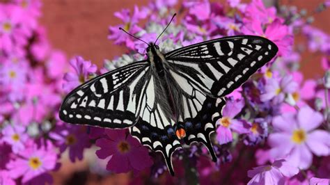 Swallowtail Butterfly Wallpaper Mobile And Desktop Background